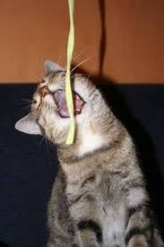 Cats can eat plain pasta as all the ingredients in pasta are not harmful to cats, but nor is it recommended. Cats Eating Pasta Is Taking The Internet By Storm And I Can T Handle How Cute It Is Cats Crazy Cats Cat Boarding