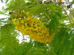 Image result for Peltophorum africanum