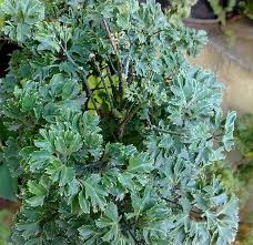Image result for Polyscias fruticosa