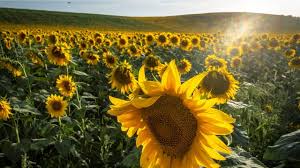 Yuk pelajari cara membuat bunga matahari hanya dari kertassemoga video ini bermanfaat, sangat mudah untuk pemula membuat bunga hanya dari kertas#duniabunga#. 5 Cara Menanam Bunga Matahari Dari Biji Yang Mudah Dipraktikkan Hot Liputan6 Com