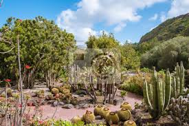 Vor allem gran canaria, die drittgrößte der kanarischen inseln, weiß in jeder jahreszeit zu begeistern. Botanischer Garten Gran Canaria Leinwandbilder Bilder Gran Canaria Kaktus Botanischen Myloview De