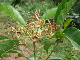 Image result for Corynanthe