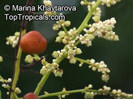 Image result for Lepisanthes senegalensis