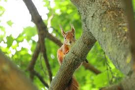 This panda's mission is to find and cover perfect topics which would satisfy our readers' curiosity, kill the boredom, or simply make them laugh. Squirrel Cute Squirrel Fat Squirrel Red Squirrel Baby Squirrel Branch Tree Cute Outdoor Fluffy Pxfuel