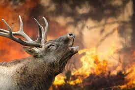 Protección de flora y fauna. Incendios Forestales Todos Somos Victimas La Huella Vegana