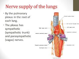 Image Result For Vagus Nerve Lungs Vagus Nerve Plexus Products Parasympathetic