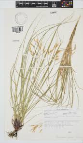 Image result for Pentameris