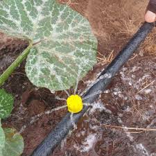 Farmer uses drip tape irrigation system to grow the world's largest pumpkin! Drip Irrigation Systems In Uganda Drip Irrigation Systems