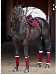 Beautiful Black And Brown Horse Pin By Hannah Bowers On Fashion Specials Horses Pretty Horses Horse Love