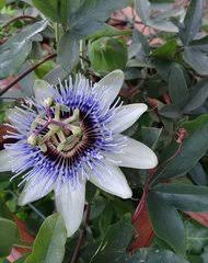 Image result for Viridivia suberosa