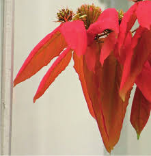 Image result for Combretum falcatum