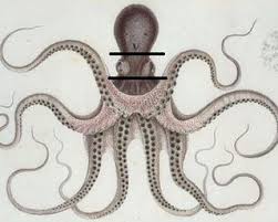 Octopus How To Clean And Cook An Octopus In The Instant Pot Clean It Then Rinse We Ll Place I The Instant Pot Cover With Fresh Wat Octopus New Art Cleaning