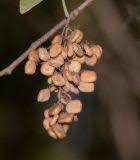 Image result for Searsia leptodictya