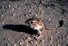 They will go up to 3 the lifespan of the kangaroo rat is 3 to 5 years and it can go an entire lifetime without drinking. Kangaroo Rat Organ Pipe Cactus National Monument U S National Park Service