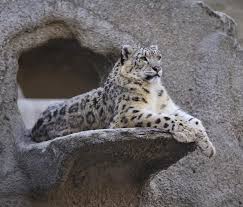 Image result for Turraea fischeri