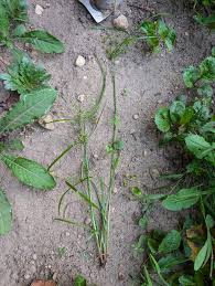 Image result for Lipocarpha nana