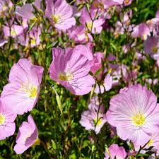 Pin On Flora And Fauna