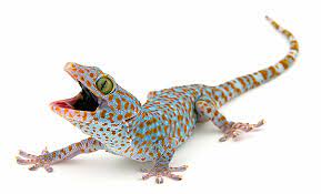 Tokay Gecko Gecko Lizard Leopard Gecko Morphs