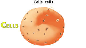 Maybe you would like to learn more about one of these? Cell Rap Radford City Schools