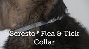 Use this seresto coupon code to get up to 60% off. Seresto Flea Collar Coupon 07 2021