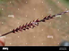 Image result for Microchloa