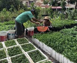 Pokok pegaga sangat mudah ditanam dan akan lebih subur jika tanaman ini diletakkan di kawasan daun pegaga sememangnya terkenal dengan kebaikannya untuk kulit, ia digunakan sebagai cara. Bapa Buat Anak Terkejut Tanam Cili Tapi Bayam Yang Merimbun Dalam Rumah Penuh Kerepek Tak Perlu Risau Memang Tak Guna Racun Viral Mstar