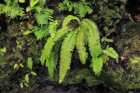 Image result for Polyporus pendulus