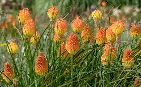 Image result for Kniphofia