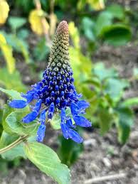 Image result for Pycnostachys reticulata
