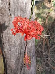 Image result for Hibiscus schizopetalus