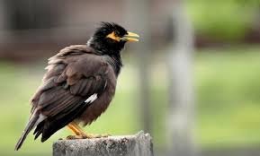 .belong jantan gratis, ada 20 daftar lagu burung jalak belong jantan yang bisa anda download. Cara Perawatan Burung Jalak Nias Supaya Cepat Gacor