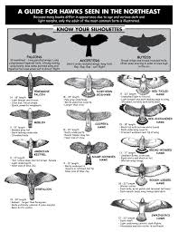 hawk identification guide from hawk migration association