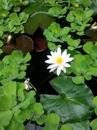 Pretty Delicate White Lily Pond Fountains White Lilies Fountains