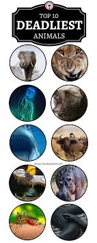 Top 10 Deadliest Animals In The World You Ll Never Guess Who Is 1 Top Inspired Top 10 Deadliest Animals Deadly Animals Dangerous Animals