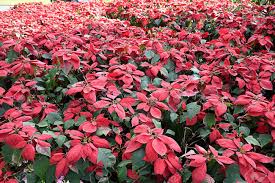 Poinsettia Pflanze Weihnachtsstern In 2019 Pflanzen