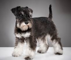 Miniature schnauzer · bedford, va. Miniature Schnauzer Puppies Care Training And More Pawzy