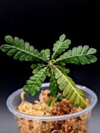 Image result for Biophytum