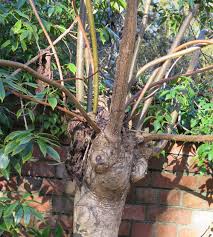 Image result for Cuviera tomentosa