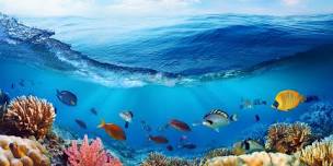 Under the Sea Storytime and Craft! (2-6 yrs)