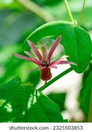 Image result for Passiflora sanguinolenta