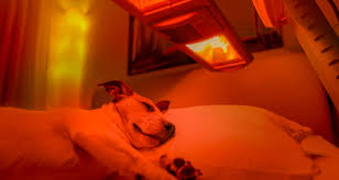 Do self warming dog beds work. Are Heated Beds Safe For Pets Petcoach