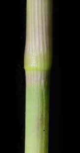 Image result for Urochloa marlothii