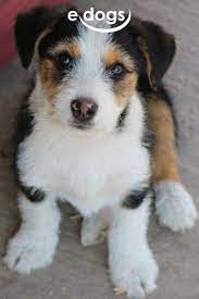 suesser mischlingswelpe tierheim hunde welpen mischlinge welpen