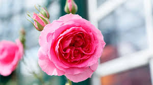 Womit sollte man rosen düngen? Rosen Richtig Dungen Die Besten Tipps Fur Rosenliebhaber