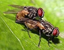 Housefly Wikipedia