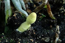 Powinno usunąć pleść, ale oczywiście nie nadaje się to do użytku w doniczce z rośliną. Leucocoprinus Birnbaumii Czubnik Cytrynowy