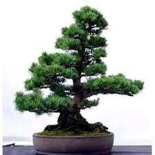 Your soil looks too organic/h2o retentive. Rp Bristlecone Pine Pinus Aristata Ebay Com Flowering House Plants Bonsai Seeds Plants