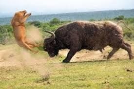 Top 10 Most Powerful Animals In The World Animals Mostpowerfulanimals Amazing Amazingvideo Tigers Animal Attack Wild Animals Attack Animals Of The World