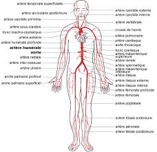 Retrouvez ici tous les quiz et mettez à l'épreuve vos connaissances en langue arabe d'une manière ludique. Anatomie Le Corps Humain