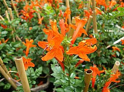 Image result for Tecoma capensis